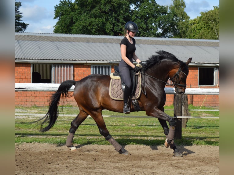 Oldenbourg Hongre 6 Ans 174 cm Bai brun in Bassum
