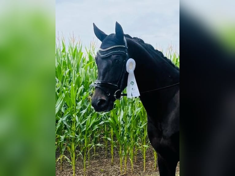 Oldenbourg Hongre 6 Ans 174 cm Bai brun foncé in Dallgow-Döberitz