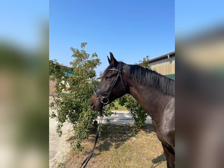 Oldenbourg Hongre 6 Ans 174 cm Bai brun foncé in Dallgow-Döberitz