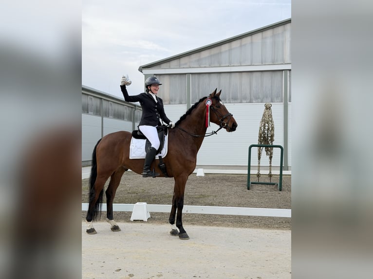 Oldenbourg Hongre 6 Ans 174 cm Bai in Wien