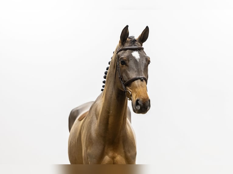 Oldenbourg Hongre 6 Ans 174 cm Bai in Waddinxveen