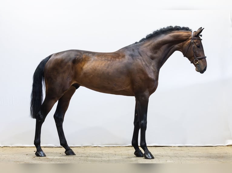 Oldenbourg Hongre 6 Ans 174 cm  in Waddinxveen