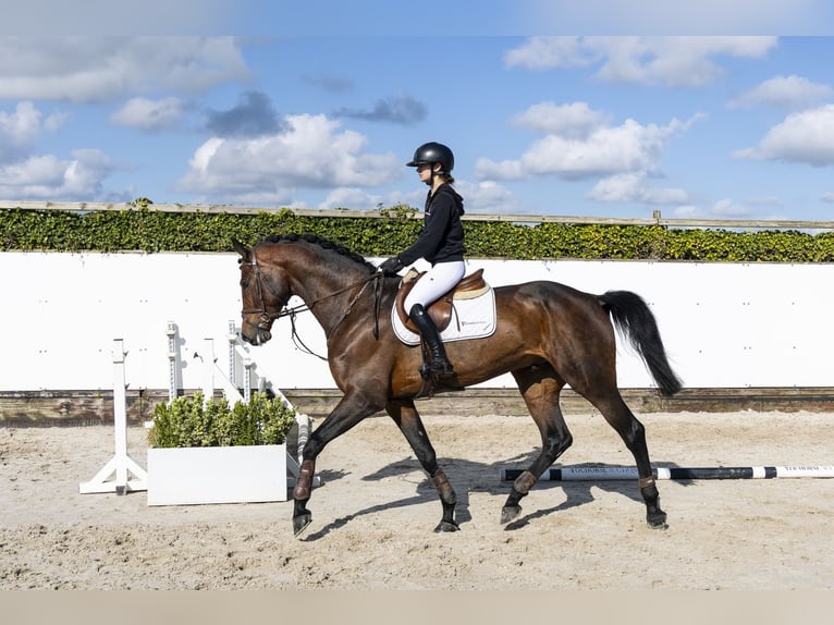 Oldenbourg Hongre 6 Ans 174 cm  in Waddinxveen