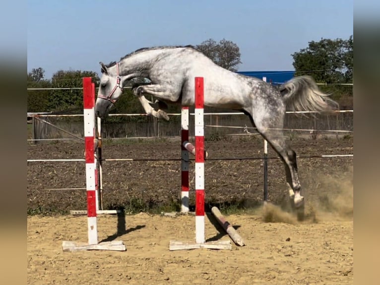 Oldenbourg Hongre 6 Ans 174 cm Gris in Kirchberg BE