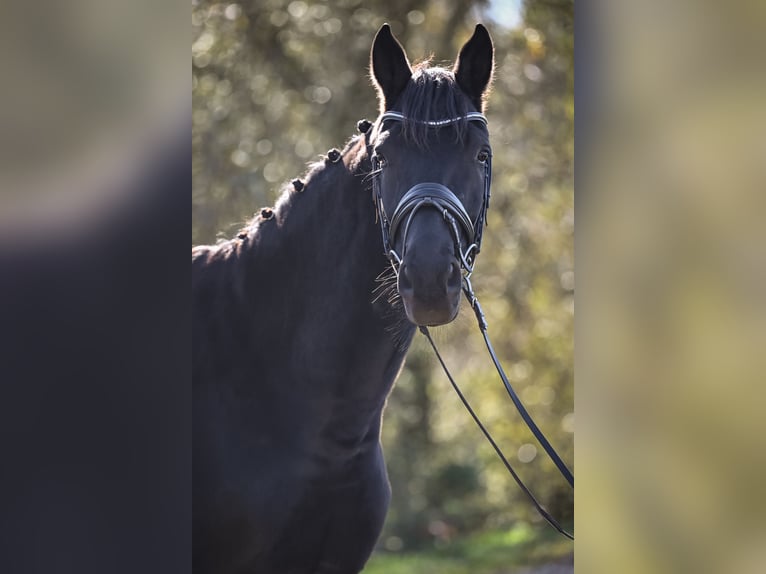 Oldenbourg Hongre 6 Ans 174 cm Noir in Gossau ZH