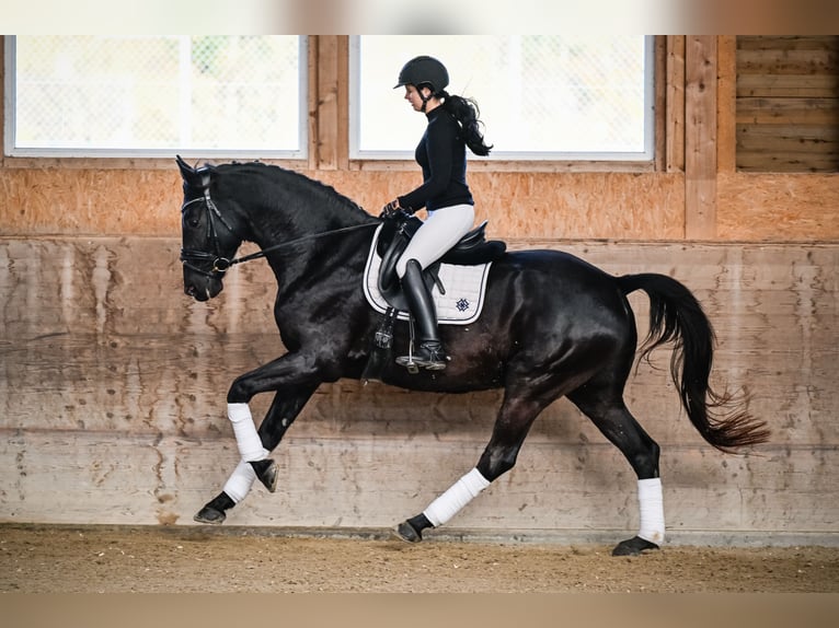 Oldenbourg Hongre 6 Ans 174 cm Noir in Gossau ZH