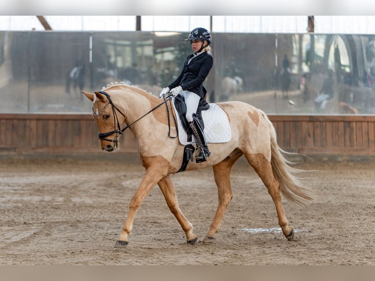 Oldenbourg Hongre 6 Ans 174 cm Palomino in Berlin