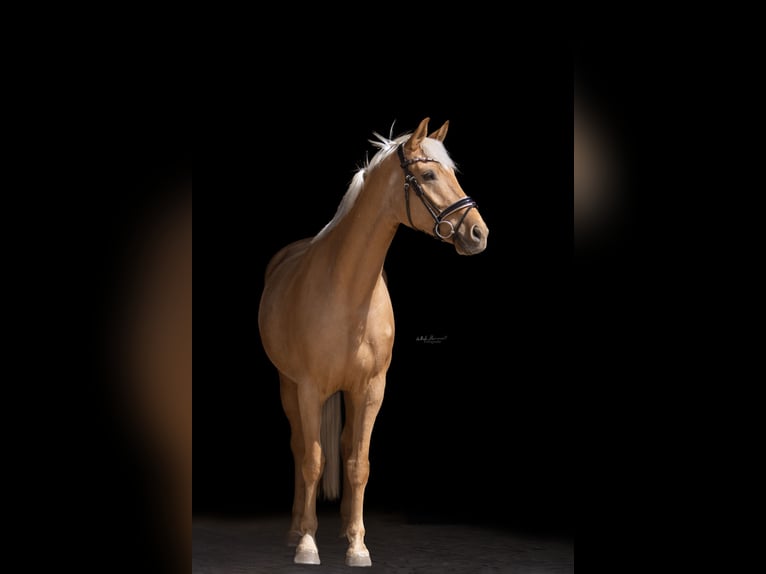 Oldenbourg Hongre 6 Ans 174 cm Palomino in München