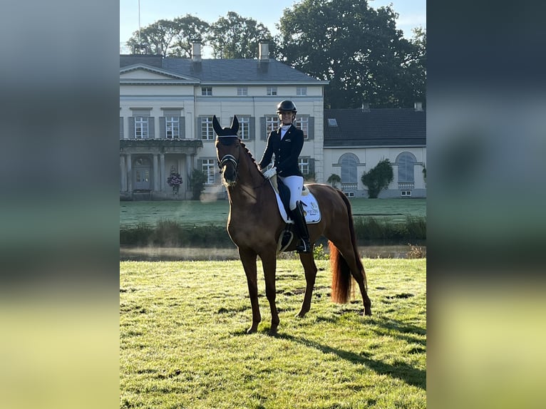 Oldenbourg Hongre 6 Ans 175 cm Alezan in Blunk