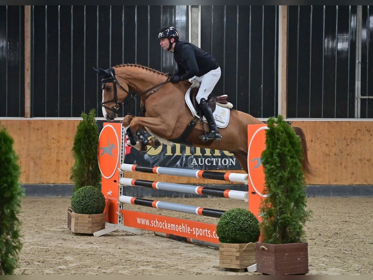 Oldenbourg Hongre 6 Ans 175 cm Alezan in Steinfeld (Oldenburg)