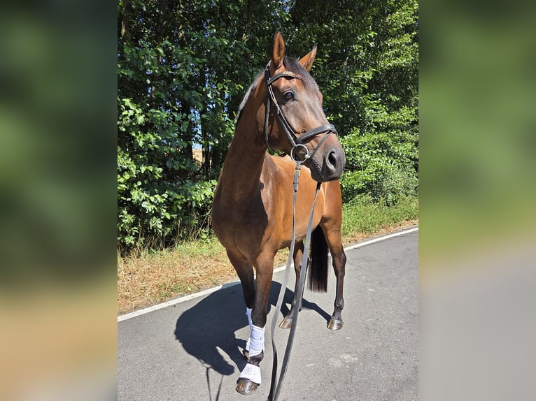 Oldenbourg Hongre 6 Ans 175 cm Bai brun in Königswinter