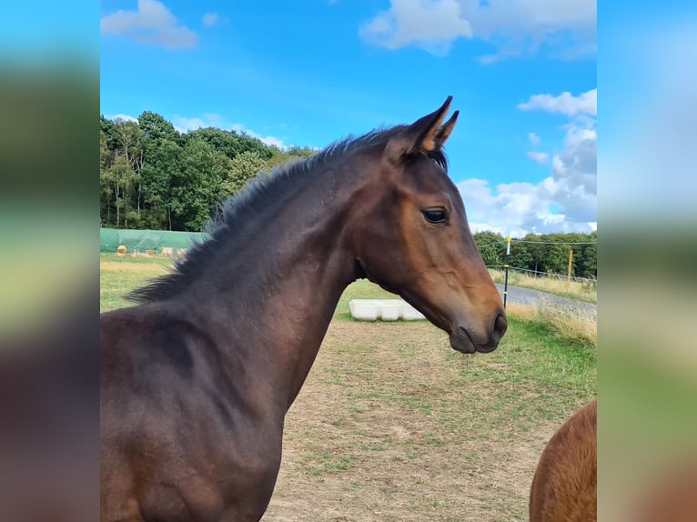 Oldenbourg Hongre 6 Ans 175 cm Bai brun in Königswinter