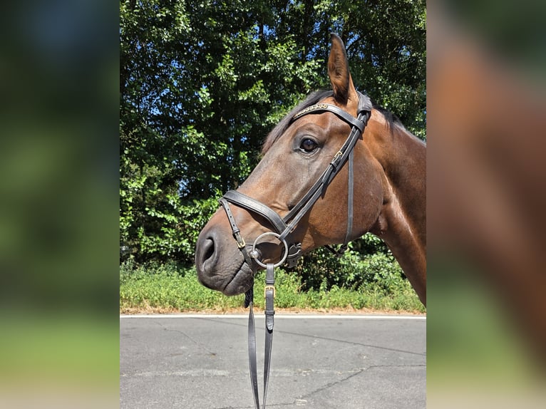 Oldenbourg Hongre 6 Ans 175 cm Bai brun in Königswinter