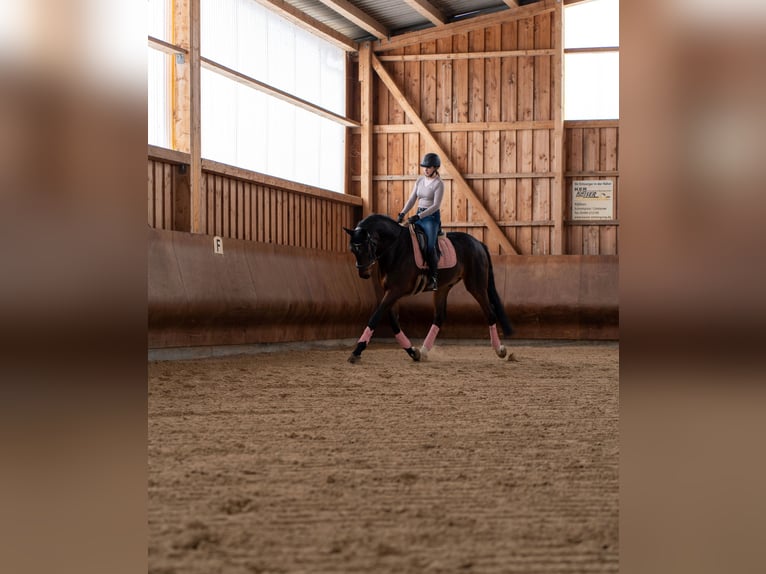 Oldenbourg Hongre 6 Ans 175 cm Bai brun in Selbitz