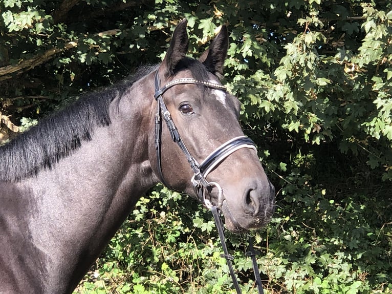 Oldenbourg Hongre 6 Ans 175 cm Bai brun foncé in Bötersen