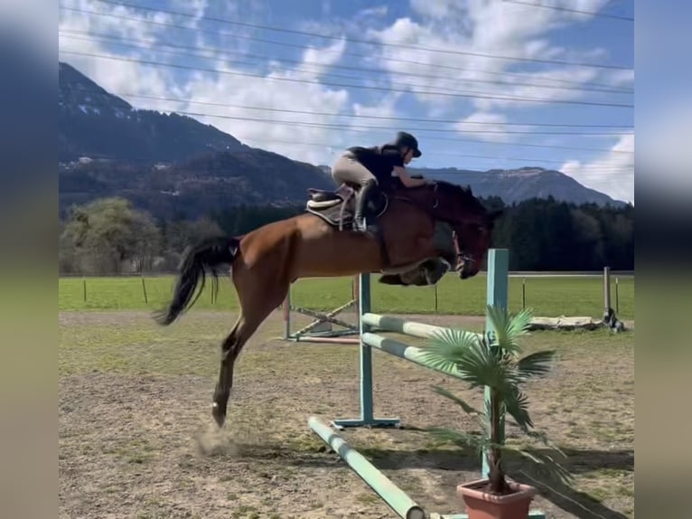 Oldenbourg Hongre 6 Ans 175 cm Bai in Schlins