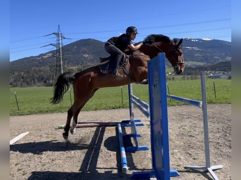 Oldenbourg Hongre 6 Ans 175 cm Bai in Schlins