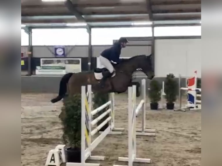 Oldenbourg Hongre 6 Ans 175 cm Bai in Kevelaer