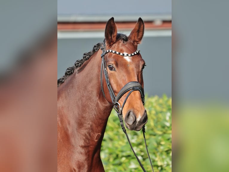 Oldenbourg Hongre 6 Ans 175 cm in Warendorf