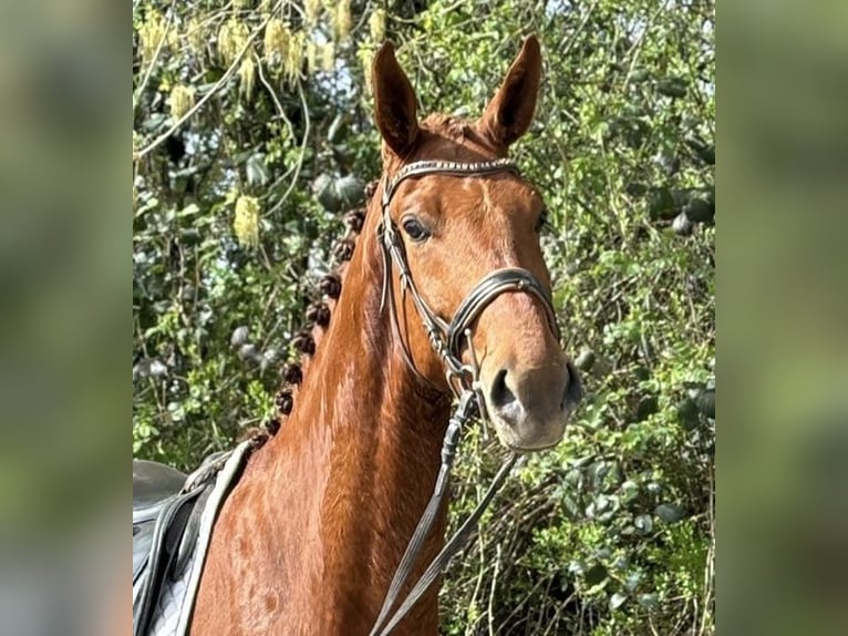 Oldenbourg Hongre 6 Ans 176 cm Alezan in Lahr/Schwarzwald