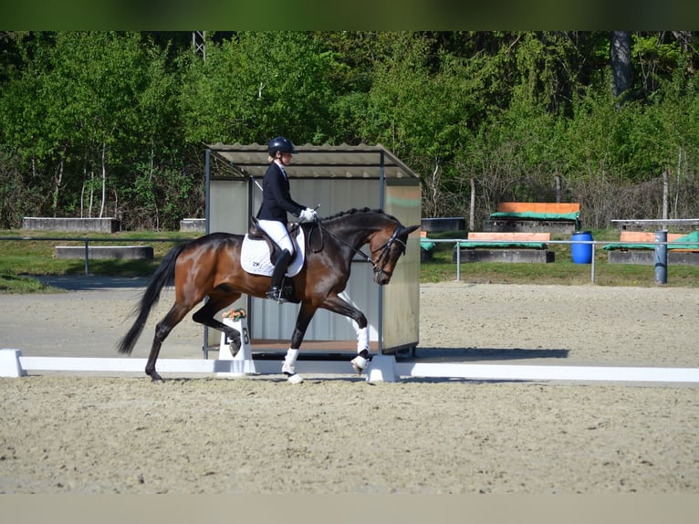 Oldenbourg Hongre 6 Ans 176 cm Bai brun in Siegen