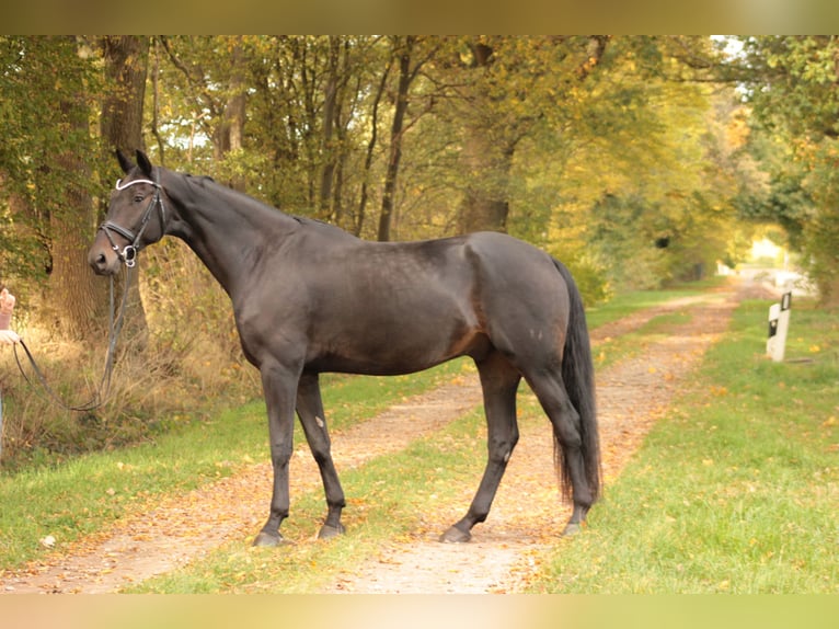 Oldenbourg Hongre 6 Ans 176 cm Bai brun foncé in Valluhn