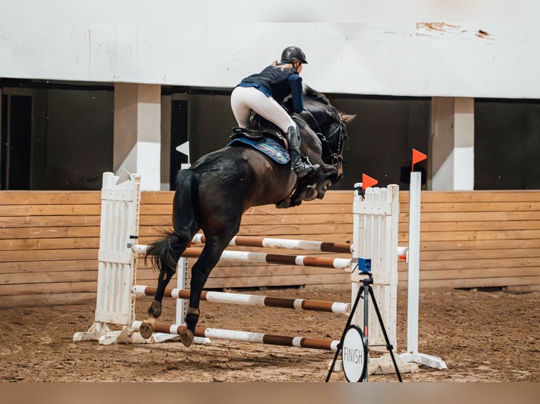 Oldenbourg Hongre 6 Ans 176 cm Bai cerise in Ventspils