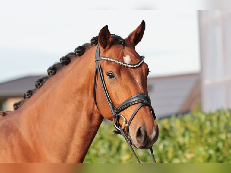 Oldenbourg Hongre 6 Ans 176 cm Bai in Warendorf