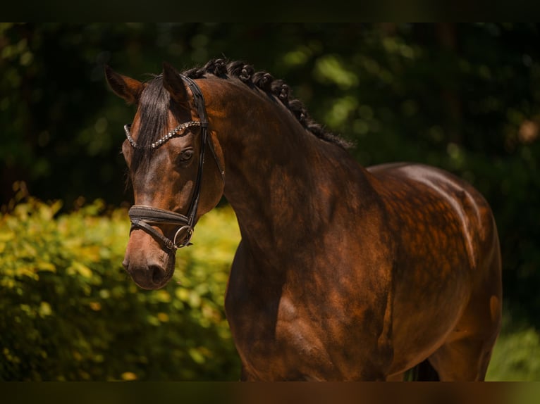Oldenbourg Hongre 6 Ans 177 cm Bai brun in Wehringen