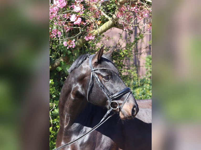 Oldenbourg Hongre 6 Ans 177 cm Bai brun foncé in Cappeln (Oldenburg)