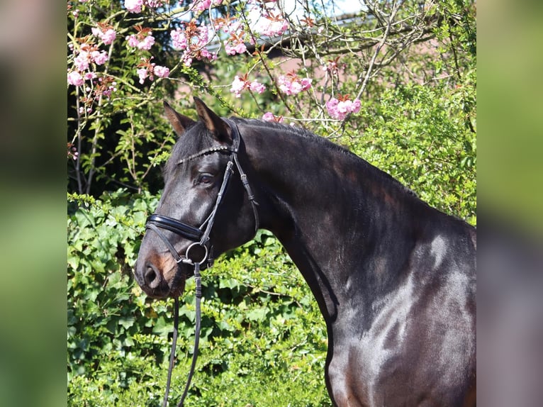 Oldenbourg Hongre 6 Ans 177 cm Bai brun foncé in Cappeln (Oldenburg)