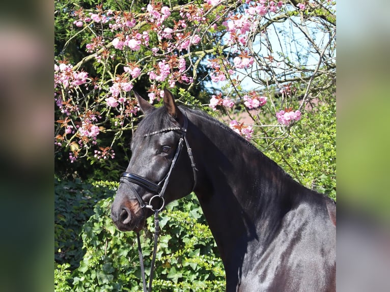 Oldenbourg Hongre 6 Ans 177 cm Bai brun foncé in Cappeln (Oldenburg)