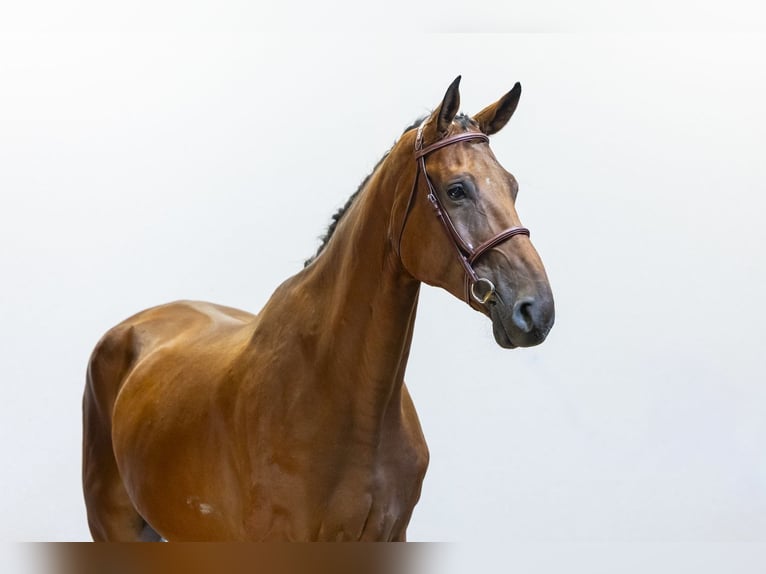 Oldenbourg Hongre 6 Ans 177 cm Bai in Waddinxveen