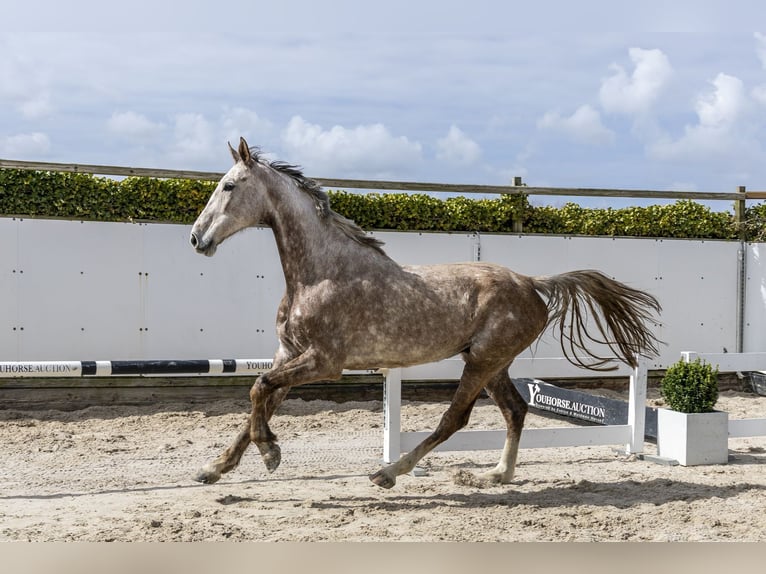 Oldenbourg Hongre 6 Ans 177 cm Gris in Waddinxveen