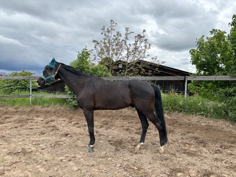 Oldenbourg Hongre 6 Ans 178 cm Bai brun foncé in Volkach