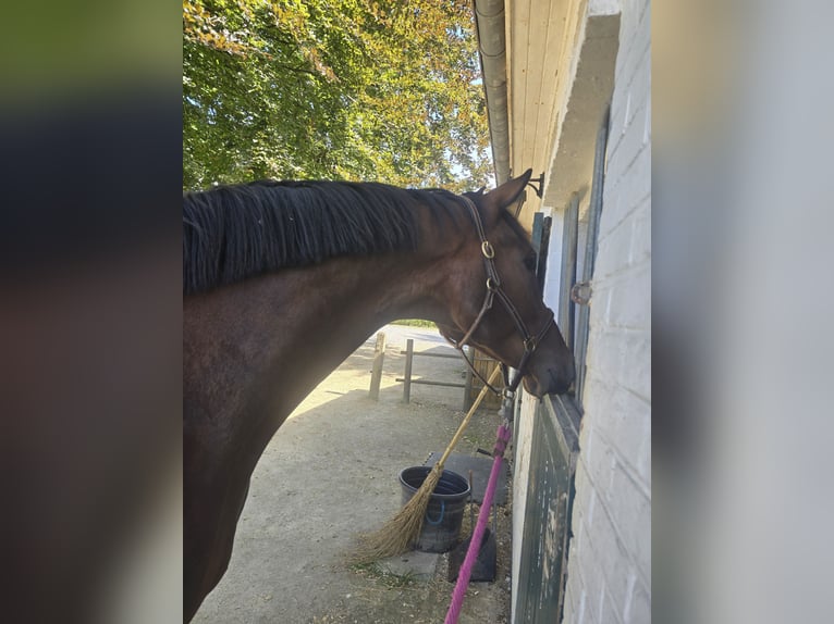 Oldenbourg Hongre 6 Ans 178 cm Bai in Overijse