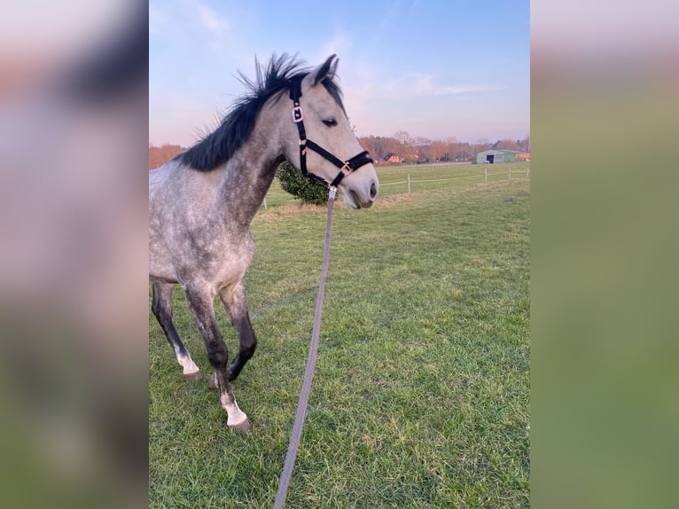 Oldenbourg Hongre 6 Ans 178 cm Gris in Kellinghusen
