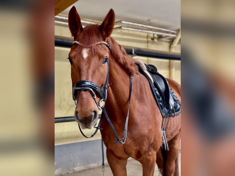 Oldenbourg Hongre 6 Ans 182 cm Alezan in Barntrup