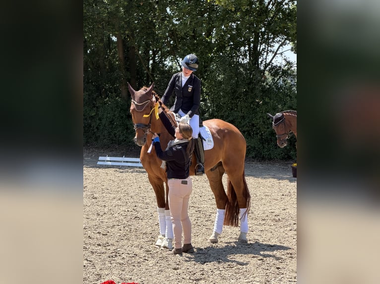 Oldenbourg Hongre 6 Ans 182 cm Alezan in Neuss