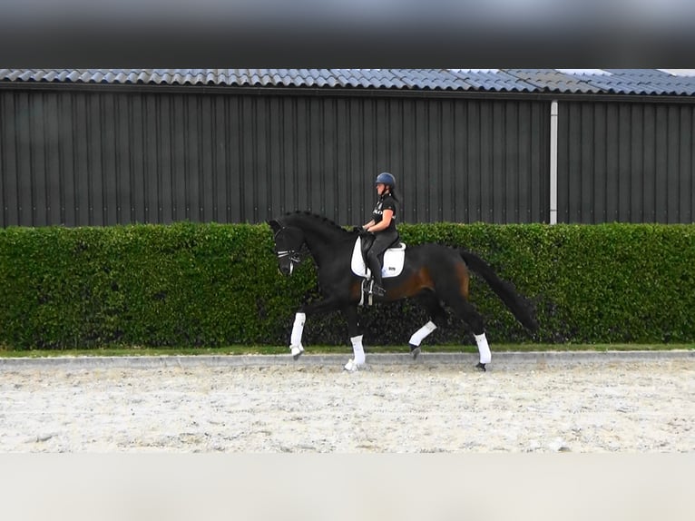 Oldenbourg Hongre 6 Ans 185 cm Bai brun in Mönchengladbach