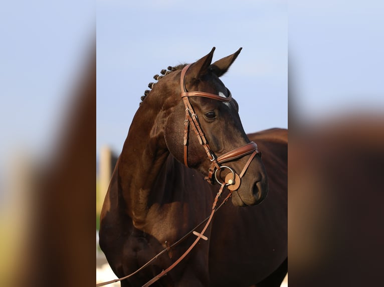 Oldenbourg Hongre 6 Ans Noir in Gomadingen