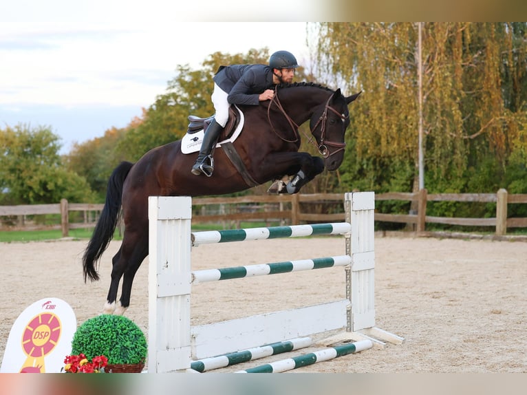 Oldenbourg Hongre 6 Ans Noir in Gomadingen