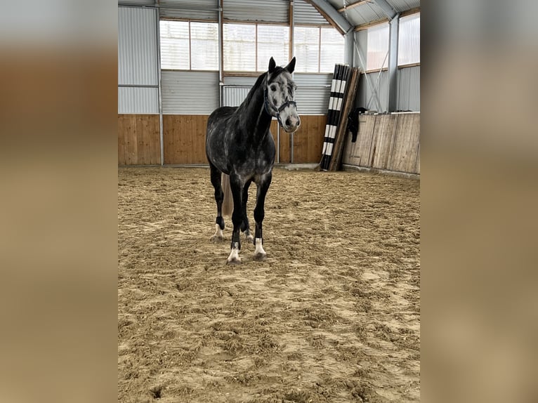 Oldenbourg Hongre 7 Ans 162 cm Gris noir in Brakel
