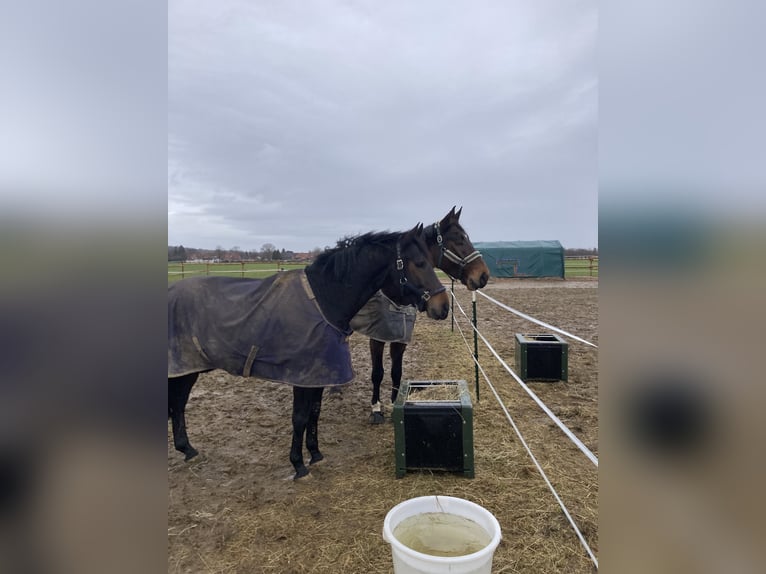 Oldenbourg Hongre 7 Ans 163 cm Bai brun foncé in Barsinghausen