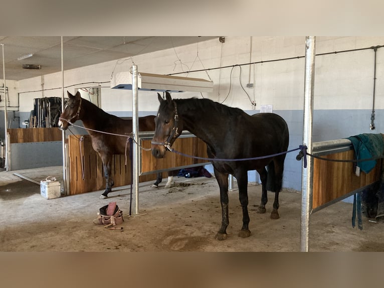 Oldenbourg Hongre 7 Ans 163 cm Bai brun foncé in Barsinghausen