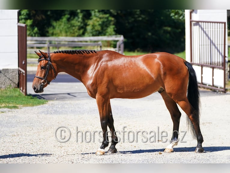 Oldenbourg Hongre 7 Ans 164 cm Bai in Benesov