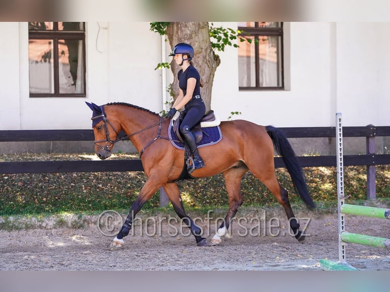 Oldenbourg Hongre 7 Ans 164 cm Bai in Benesov