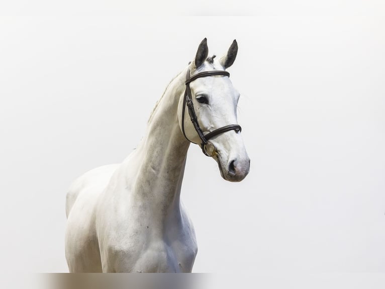 Oldenbourg Hongre 7 Ans 164 cm Gris in Waddinxveen