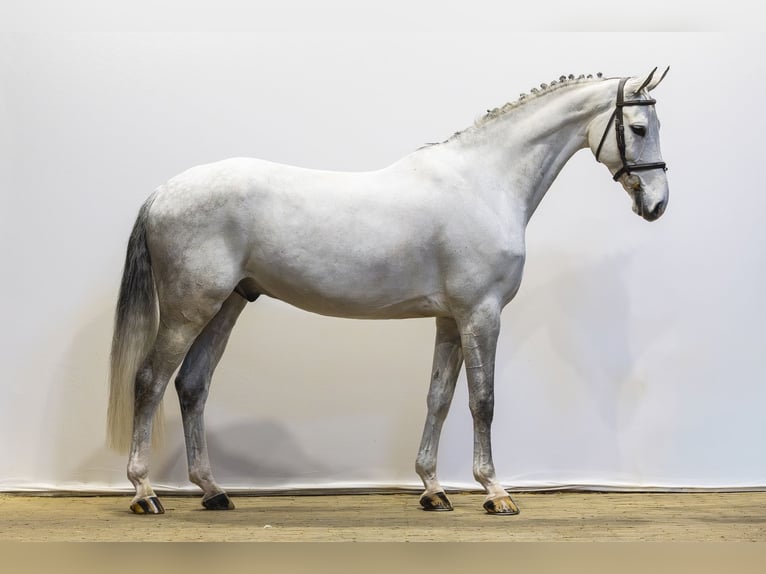 Oldenbourg Hongre 7 Ans 164 cm Gris in Waddinxveen