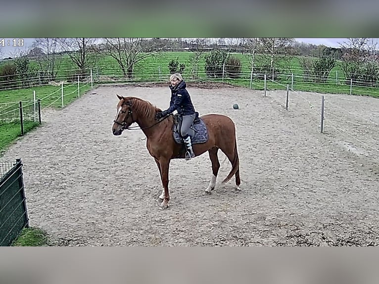 Oldenbourg Hongre 7 Ans 165 cm Alezan in Westerholt